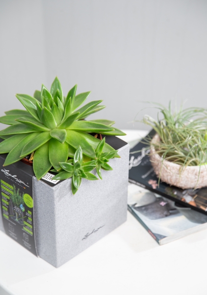 Эхеверия зеленая 10/15 см Эхеверия зеленая 10/15 см