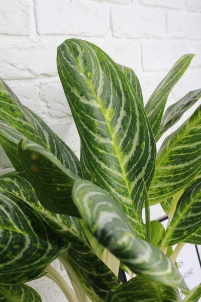 Аглаонема Кей Лайм 24/70 см в CLASSICO LS 28