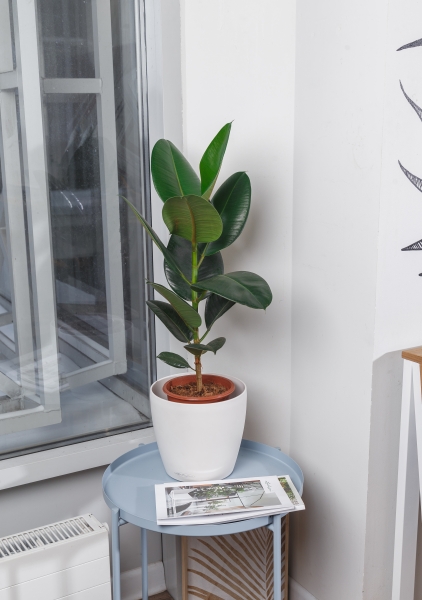 Фикус Эластика Робуста 19/70 см