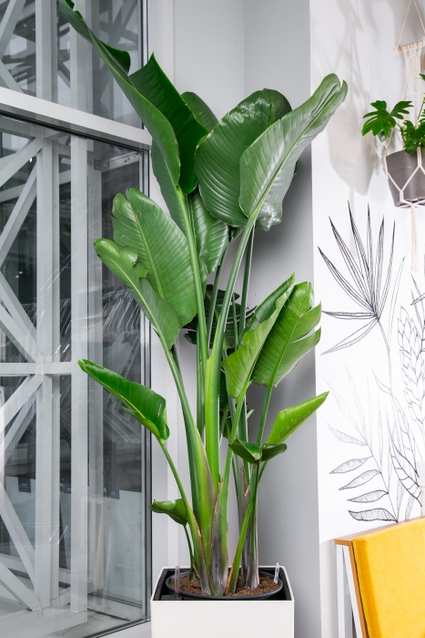 Стрелиция Николай 40/200 см