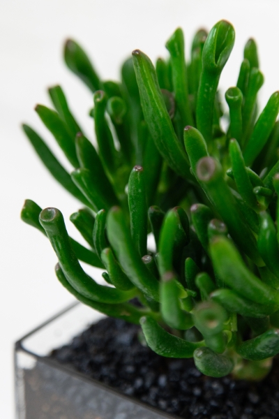 Флорариум с Крассулой Хоббит 25 см в кубе Флорариум с Крассулой Хоббит 25 см в кубе