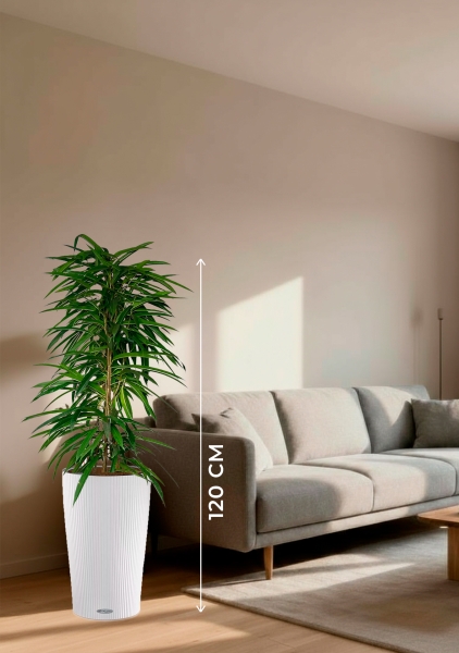 Фикус Али пирамида 24/120 см в CILINDRO COLOR 32 Фикус Али пирамида 24/120 см в CILINDRO COLOR 32