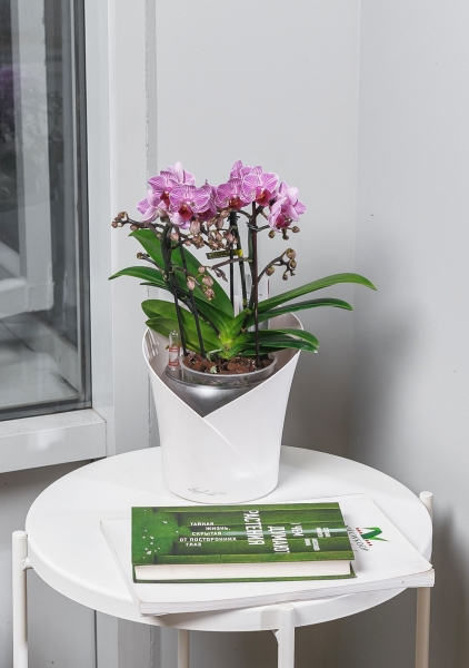 Орхидея Батерфлай в ORCHIDEA 18 Орхидея Батерфлай в ORCHIDEA 18