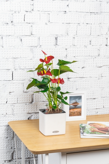 Антуриум Андрианум красный 12/40 см