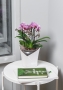 Орхидея Батерфлай в ORCHIDEA 18