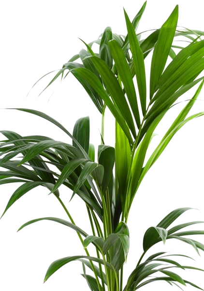 Ховея Кентия 17/110 в CLASSICO 21