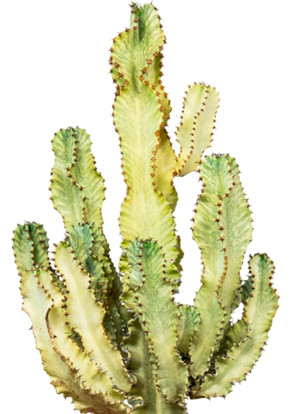 Эуфорбия Ингенс в CLASSICO COLOR 35