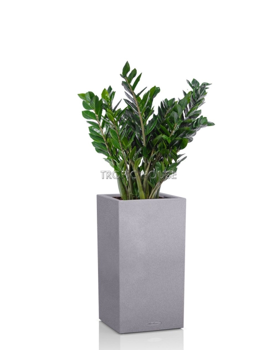 Замиокулькас CANTO STONE HIGH 30/120 см Серый камень