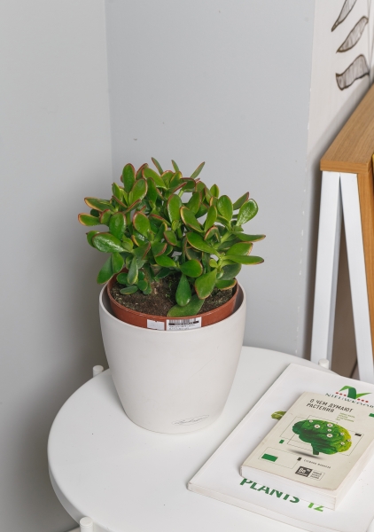 Крассула Овата Сансет 17/30 см