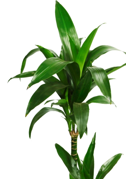 Драцена Джанет Линд 2 ствола 17/70 см в CLASSICO LS 21