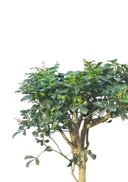 Аглайя 14 см в CUBE COLOR 16 Аглайя 14 см в CUBE COLOR 16