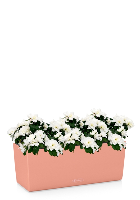 Азалия Индика белая в BALCONERS COLOR 50, коралловый 