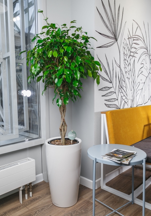 Фикус Экзотика переплетенный в RONDO 32