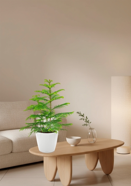 Араукария 19/90 см в CLASSICO LS 28