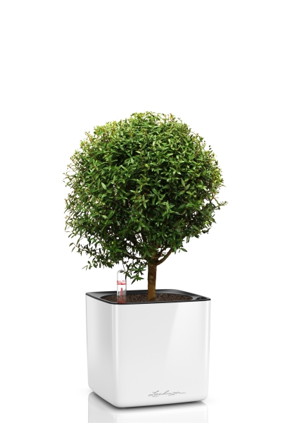 Мирт в CUBE GLOSSY 14 Мирт в CUBE GLOSSY 14