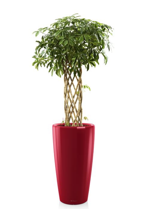 Шеффлера цилиндр в Рондо 32, Ярко-красный блестящий