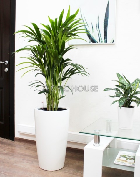 Ховея Кентия 24/130 см