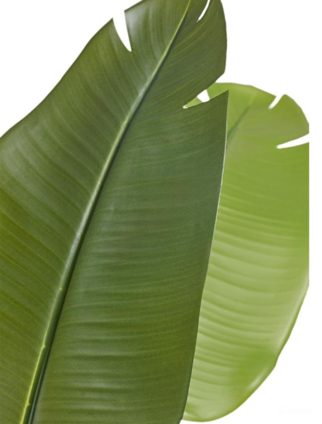 Стрелиция New Style c UV-защитой