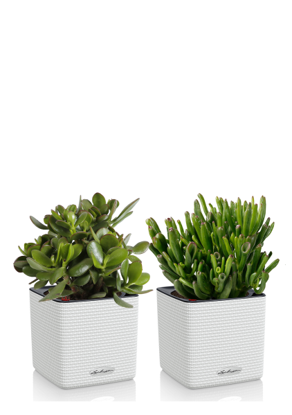 Набор Крассул в CUBE COLOR 14 Набор Крассул в CUBE COLOR 14