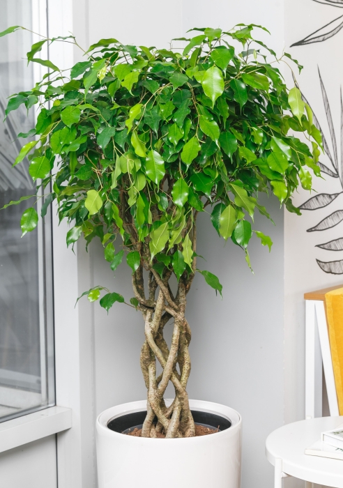 Фикус Бенджамина цилиндр 24/100 в RONDO 32