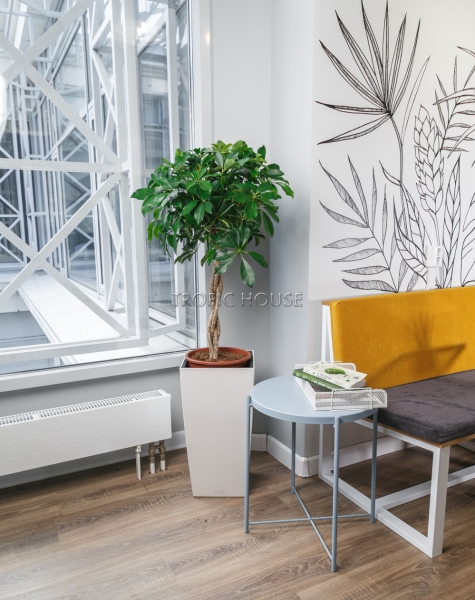 Шеффлера Косичка в CUBICO 30 Шеффлера Косичка в CUBICO 30