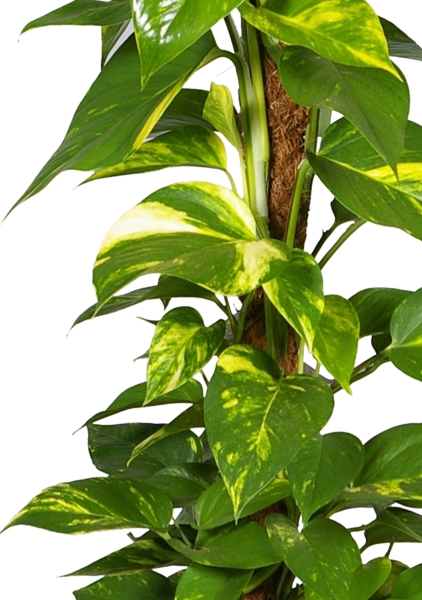 Сциндапсус на опоре 24/80 см Сциндапсус на опоре 24/80 см