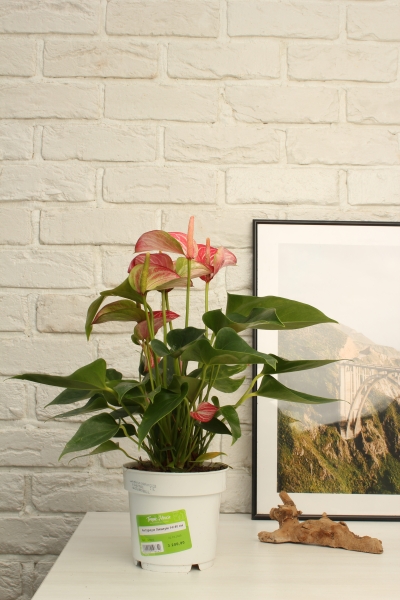 Антуриум Ливиум 14/40 см