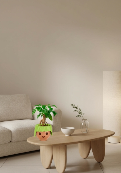 Радермахера бонсай 12/30 см в OJO