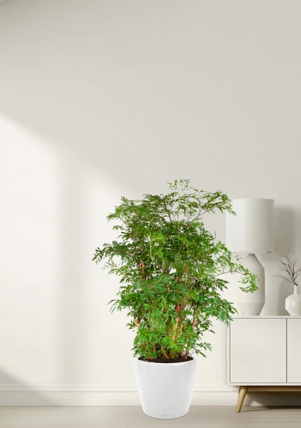 Полисциас Гавайи Минг 21/90 см в CLASSICO LS 28 Полисциас Гавайи Минг 21/90 см в CLASSICO LS 28