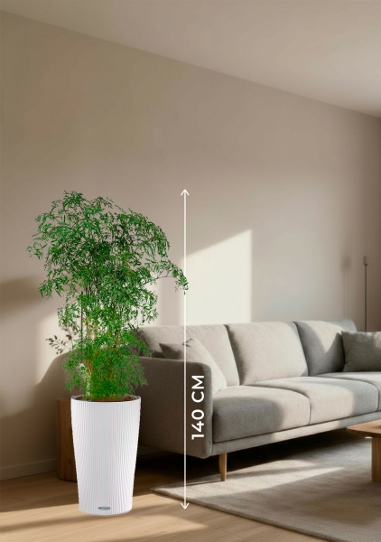 Полисциас Фрутикоза 27/140 см в CILINDRO COLOR 32 Полисциас Фрутикоза 27/140 см в CILINDRO COLOR 32