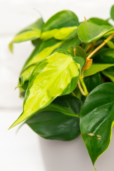 Филодендрон Бразил в CLASSICO COLOR 18 Филодендрон Бразил в CLASSICO COLOR 18