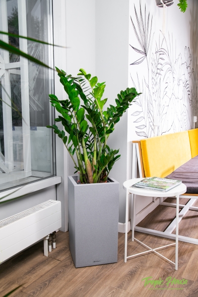 Замиокулькас 21/90 в CANTO STONE HIGH 30 Замиокулькас 21/90 в CANTO STONE HIGH 30