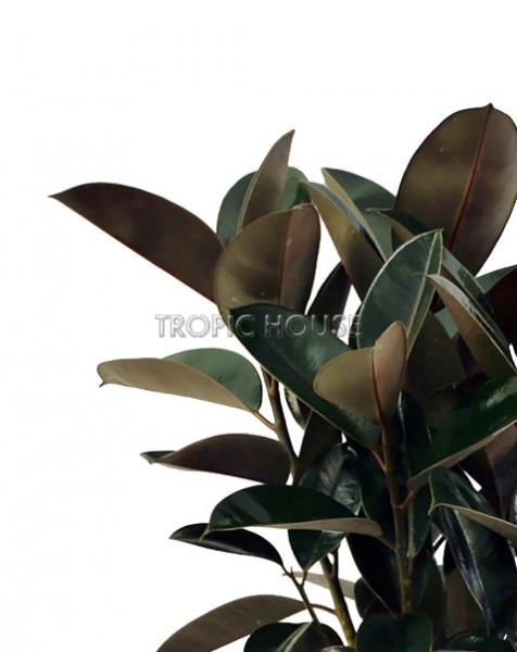 Фикус Эластика Абиджан в CUBICO 30