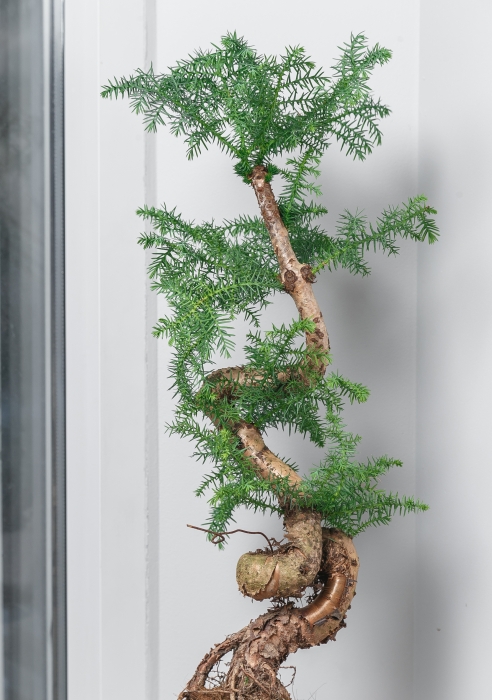 Араукария бонсай ель 27/65 см