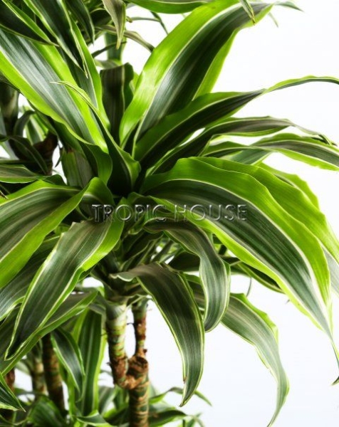 Драцена Лемон Лайм бранч 27/120 см в LAMELA Finezja 40x40 Драцена Лемон Лайм бранч 27/120 см в LAMELA Finezja 40x40