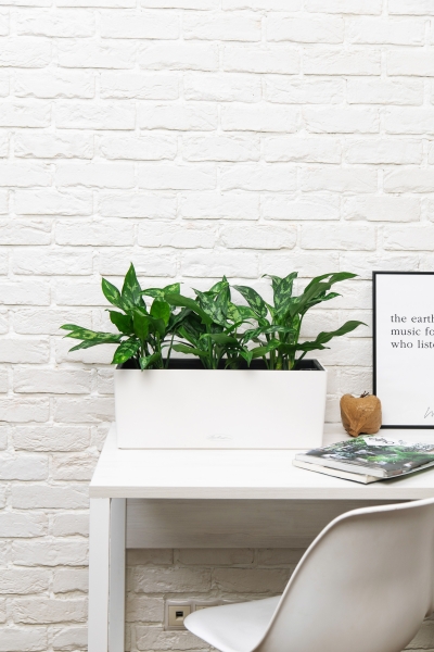 Аглаонема Мария в BALCONERA COLOR 50