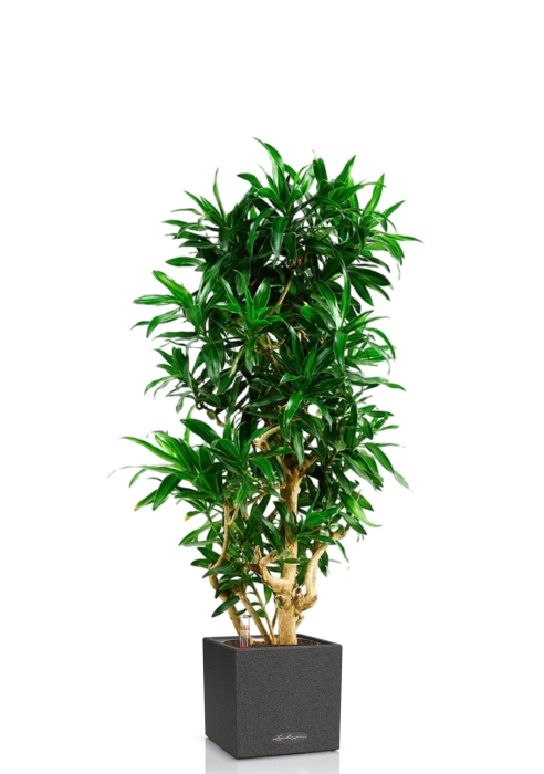 Драцена Песнь Ямайке CANTO STONE LOW 40/150 см Графитовый черный