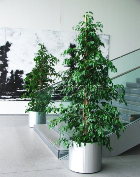 Фикус Бенджамина Даниэль 21/90 см