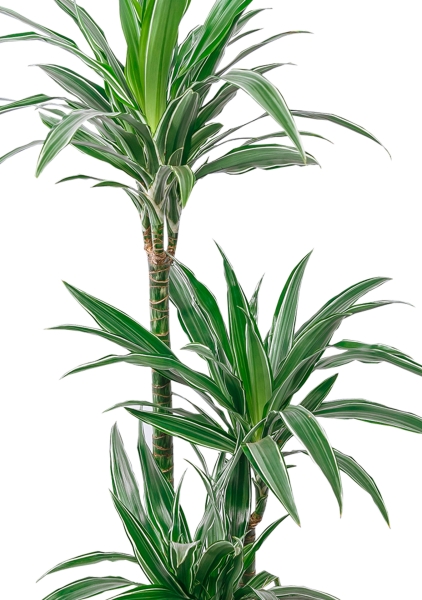 Драцена Варнески 3 ствола 21/110 в CLASSICO LS 28 Драцена Варнески 3 ствола 21/110 в CLASSICO LS 28