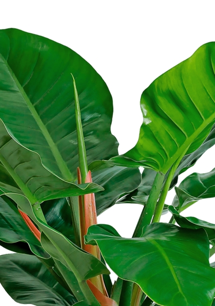 Филодендрон Империал Грин 24/70 см в CUBICO 30