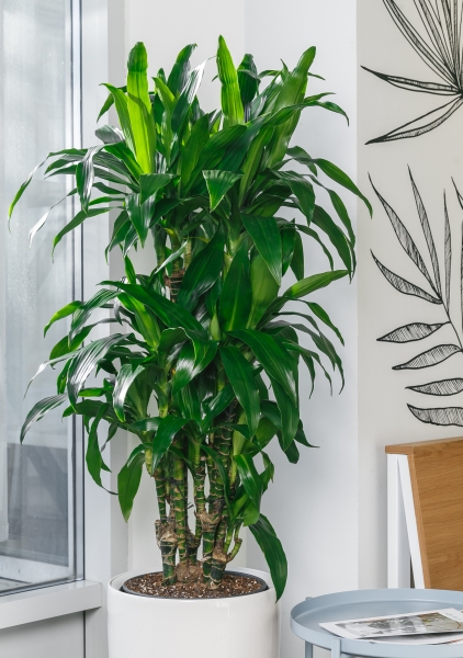 Драцена Джанет Крейг бранч в RONDO 32