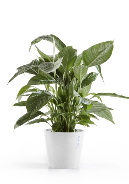 Ecopots AMSTERDAM D30 H26