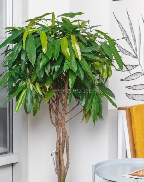 Фикус Амстел Кинг переплетенный 23/120 см Фикус Амстел Кинг переплетенный 23/120 см