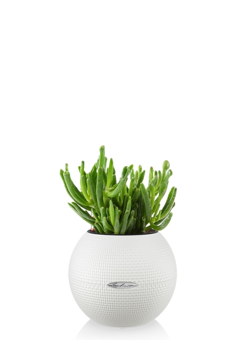 Крассула Хоббит в PURO 20, белый