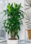 Драцена Джанет Крейг бранч в RONDO 32