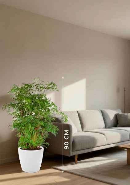 Полисциас Гавайи Минг 21/90 см в CLASSICO LS 28 Полисциас Гавайи Минг 21/90 см в CLASSICO LS 28