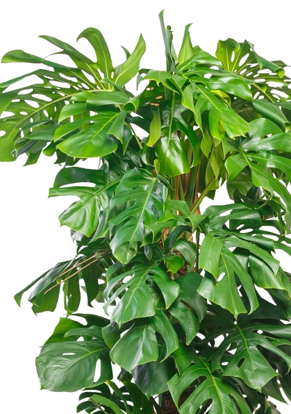 Монстера на опоре 35/180 см