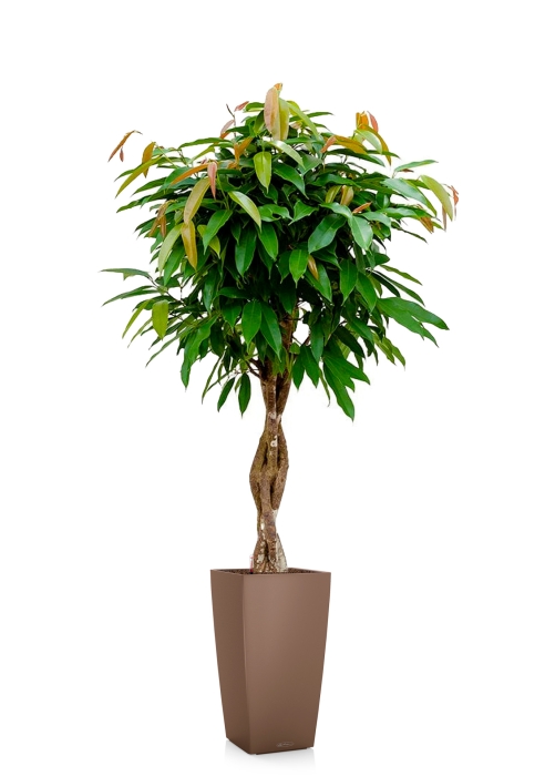 Фикус Биннендийка Амстел Кинг переплетенный 27/140 см в CUBICO COLOR 30