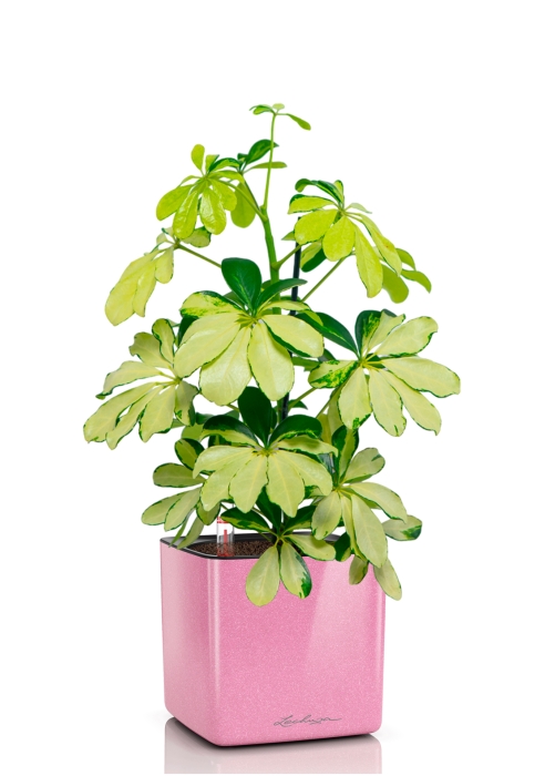 Шеффлера Мелани 12/40 в CUBE GLOSSY KISS 14, нежно-розовый блестящий