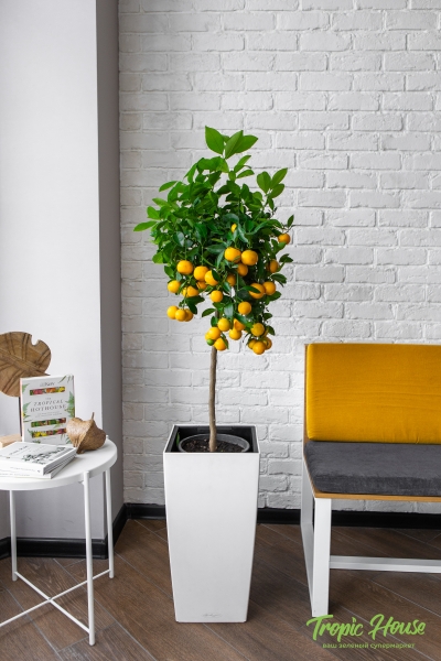 Каламондин в CUBICO COLOR 30